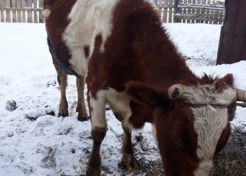 Срочно породам корову