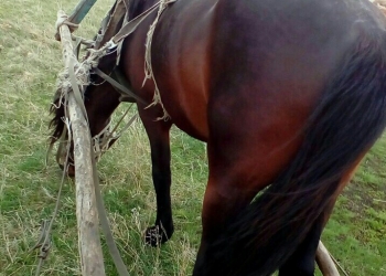 Конь жеребец