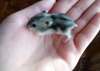 Продам джунгарских хомячков