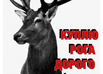КУПЛЮ РОГА ЛОСЯ / ОЛЕНЯ