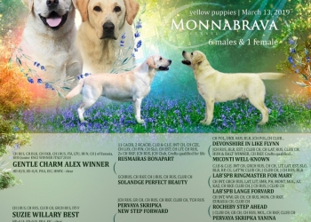 Щенки лабрадоа от родителей чемпионов