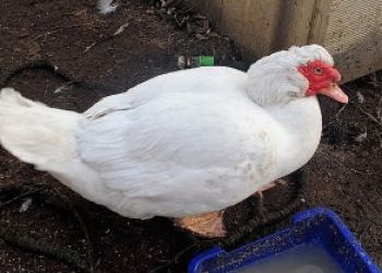 Продаю индоселезней