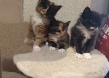 Продаю котят Мейн-Кун