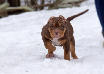 Американский булли. American Bully.
