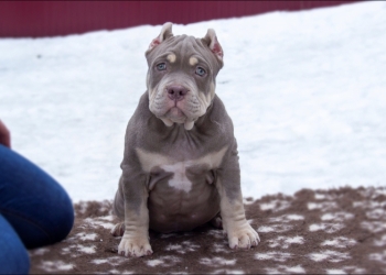 Американский булли. American Bully.