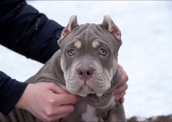 Американский булли. American Bully.