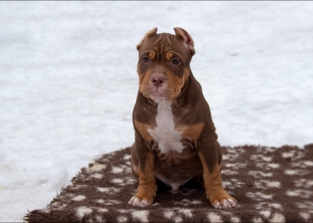 Американский булли. American Bully.