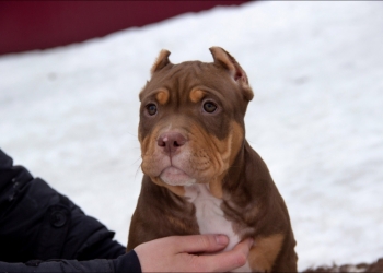 Американский булли. American Bully.
