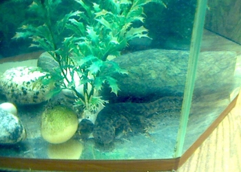 Испанские тритоны