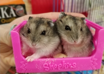 Джунгарики