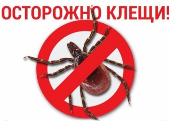 Обработка участка от клещей, уничтожение клещей на участке в Туле и области.