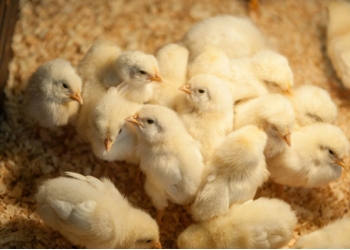 цыплята бройлеры
