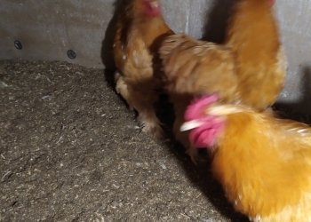 Куры. Петушки.