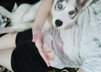 Продаю щенка хаски 4 месяца