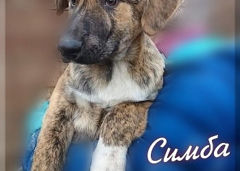 Ласковый и игривый щенок Симба