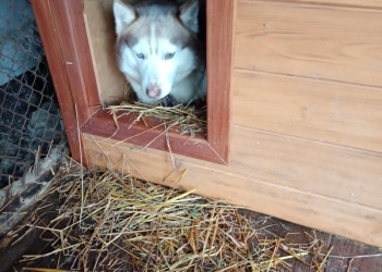 Передержка