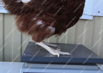 Куры несушки