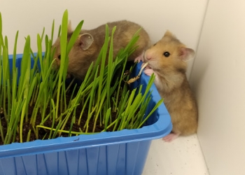 Сирийские хомячки)