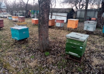 Продаю пасеку с пчелами