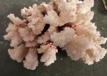 Декор для аквариума