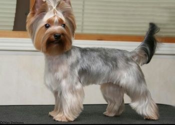 стрижка животных