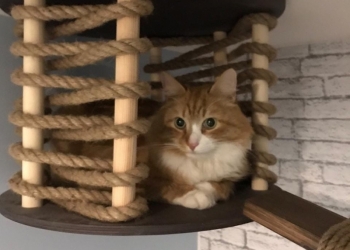 Зоогостиница для кошек Cat Town