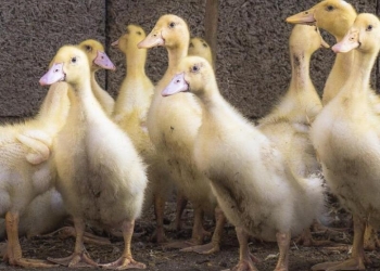 Пекинские утки