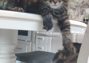 Продам Мейн Кун