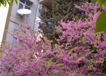 2-комнатная квартира в Баку