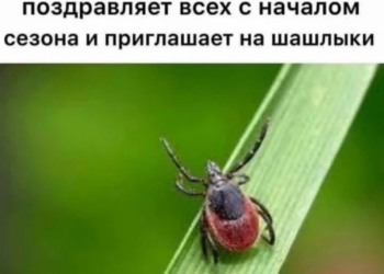 Обработка от клещей