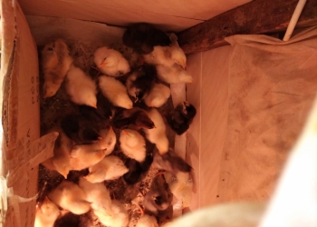 Продам циплят