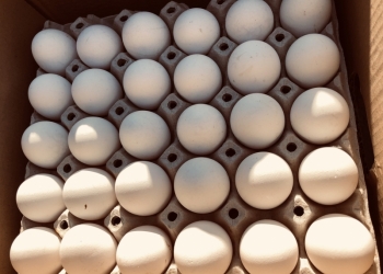 Яйцо куриное.Производство белорусской фабрики