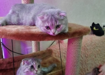 Шотландские вислоухие и прямоухие котята