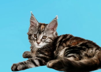 Продам котят мейн-кун.