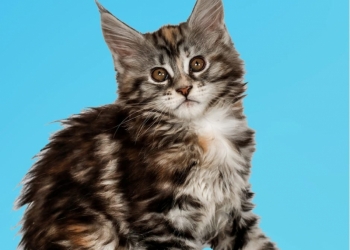 Продам котят мейн-кун.