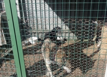 Продаю щенков з.с.лайки