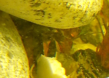 Мраморный рак