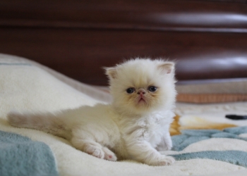 Персидские котята