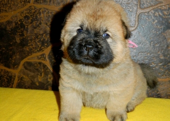 Щенки ЧауЧау