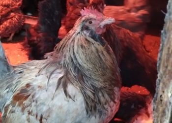 Продам молодых петухов