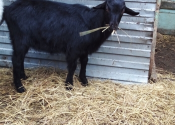 Козы.Козлики.