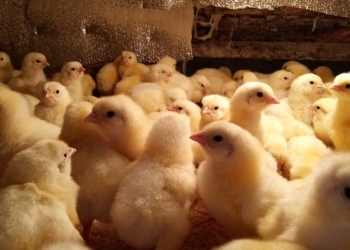 Мясо куры без химии