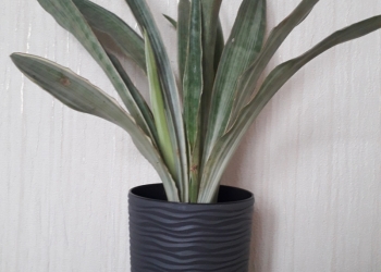 Комнатные цветв