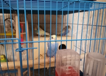 Волнистые попугайчики