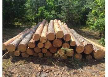 Лес кругляк