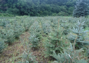 лесовосстановление