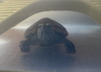 Красноухая черепаха