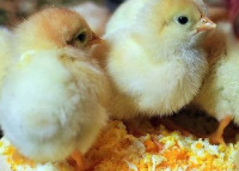 Цыплята бройлера, кобб 500