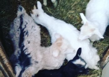 Продам коз.