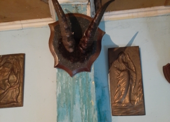 Продам рога